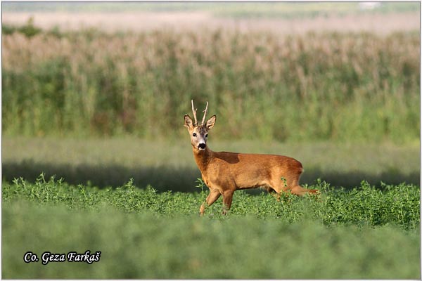 162_roe_deer.jpg - Roe Deer,  Capreolus capreolus, Srna,  Mesto - Location: Slano kopovo, Serbia