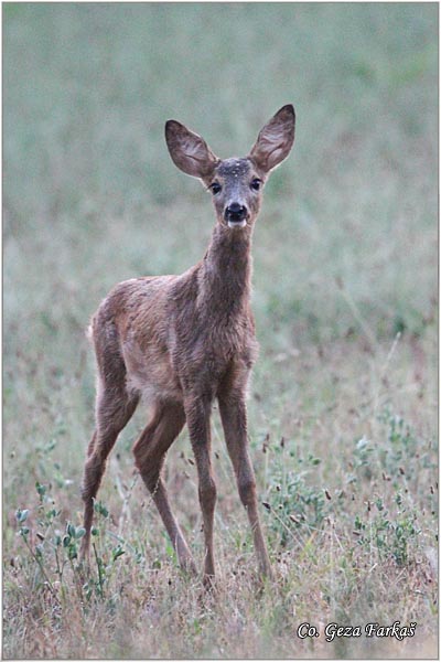 163_roe_deer.jpg - Roe Deer, Capreolus capreolus, Srna,  Mesto - Location: Slano kopovo, Serbia