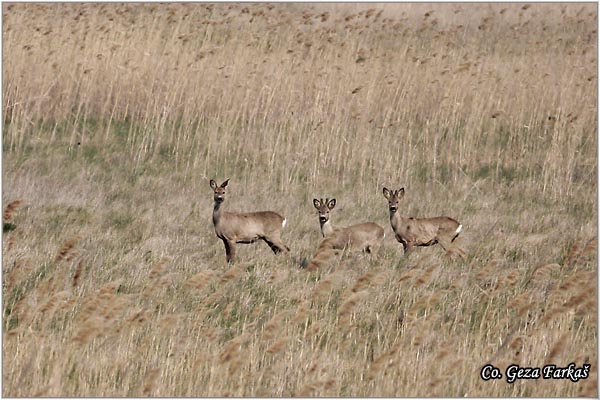 164_roe_deer.jpg - Roe Deer,  Capreolus capreolus, Srna,  Mesto - Location: Mokrin panjaci velike droplje, Serbia