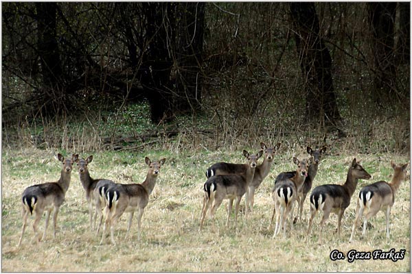 200_fallow_deer.jpg - Fallow deer, Cervus dama, Jelen lopatar, Mesto - Location: Fruka gora - Vorovo, Serbia