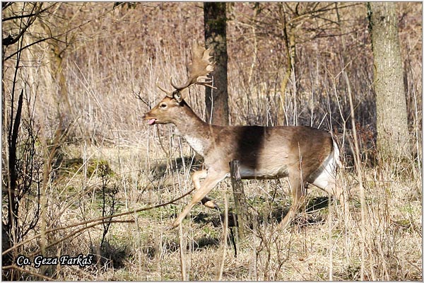 202_fallow_deer.jpg - Fallow deer, Cervus dama, Jelen lopatar, Mesto - Location: Fruka gora - Vorovo, Serbia