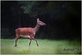 015_red_deer