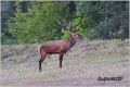 025_red_deer