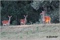 027_red_deer