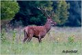 029_red_deer