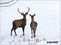 056_red_deer