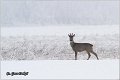 156_roe_deer