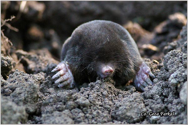 01_european_mole.jpg - European Mole, Talpa europaea, Krtica, Location: Carska bara, Serbia