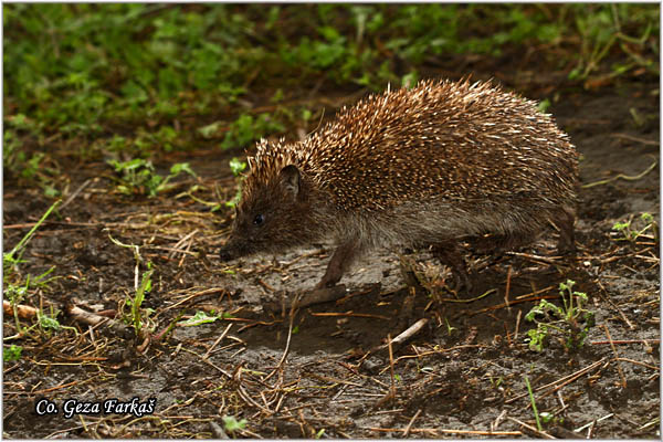 12_southern_hedgehog.jpg - Southern White-breasted Hedgehog, Erinaceus concolor, JeÅ¾,  Mesto - Location: Banja Rusanda, Serbia