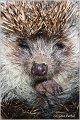 11_southern_hedgehog