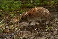 12_southern_hedgehog