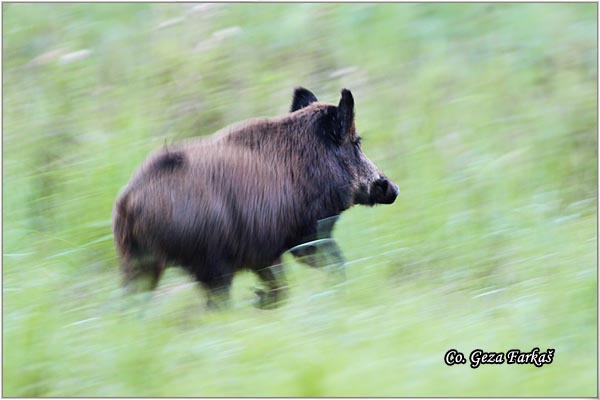 06_wild_boar.jpg - Wild boar, Sus scrofa, Divlja svinja, Location: Gornje podunavlje, Serbia