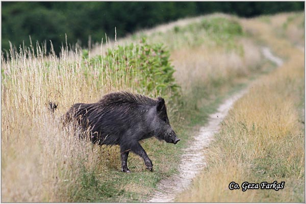 08_wild_boar.jpg - Wild boar, Sus scrofa, Divlja svinja, Location: Gornje podunavlje, Serbia