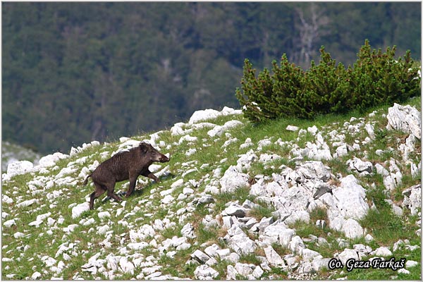 09_wild_boar.jpg - Wild boar, Sus scrofa, Divlja svinja, Location: Zelengora, Bosnia and Herzegovina