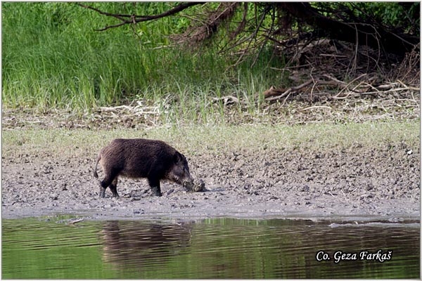16_wild_boar.jpg - Wild boar, Sus scrofa, Divlja svinja, Location: Gornje podunavlje, Serbia
