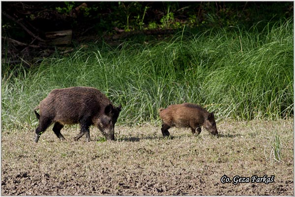 17_wild_boar.jpg - Wild boar, Sus scrofa, Divlja svinja, Location: Gornje podunavlje, Serbia