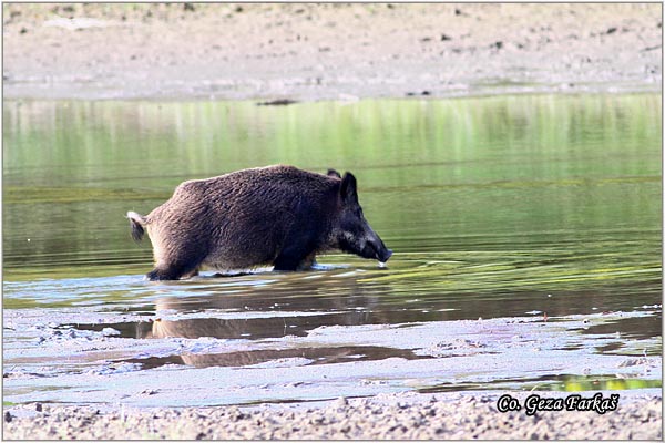 18_wild_boar.jpg - Wild boar, Sus scrofa, Divlja svinja, Location: Gornje podunavlje, Serbia