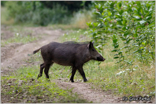 20_wild_boar.jpg - Wild boar, Sus scrofa, Divlja svinja, Location: Gornje podunavlje, Serbia