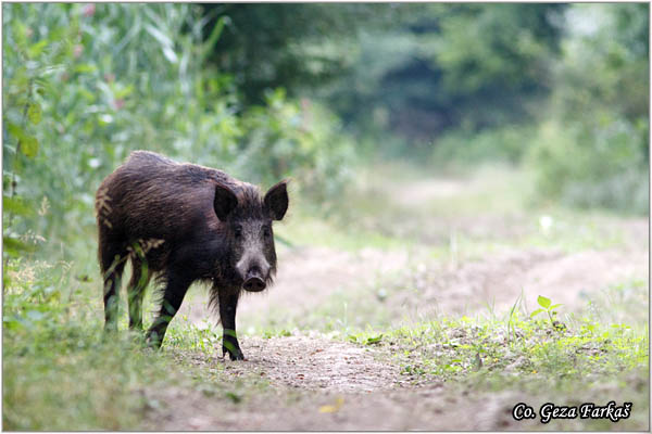 21_wild_boar.jpg - Wild boar, Sus scrofa, Divlja svinja, Location: Gornje podunavlje, Serbia