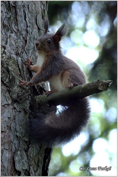 200_red_squirrel.jpg - Red Squirrel, Sciurus vulgaris, Veverica,  Mesto - Location: Fruka gora, Serbia
