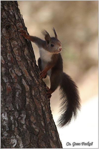 202_red_squirrel.jpg - Red Squirrel, Sciurus vulgaris, Veverica,  Mesto - Location: Granada, Spain
