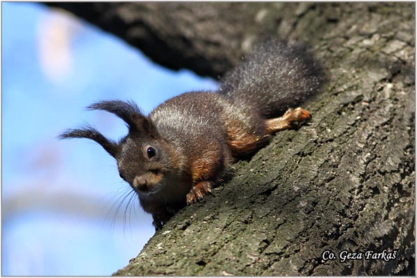 204_red_squirrel.jpg - Red Squirrel, Sciurus vulgaris, Veverica,  Mesto - Location: Novi Sad, Serbia