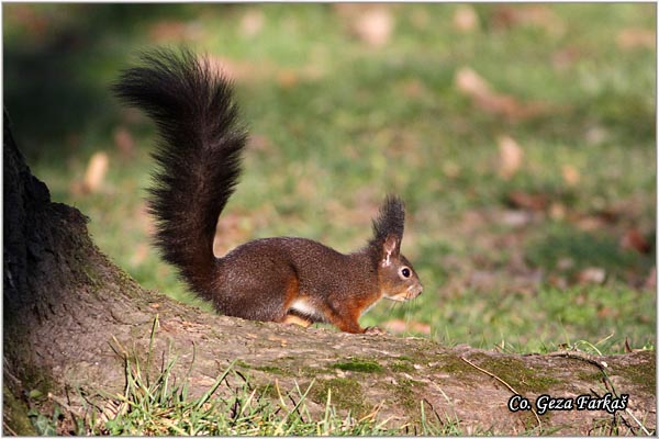 205_red_squirrel.jpg - Red Squirrel, Sciurus vulgaris, Veverica,  Mesto - Location: Novi Sad, Serbia