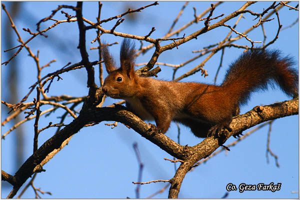 209_red_squirrel.jpg - Red Squirrel, Sciurus vulgaris, Veverica,  Mesto - Location: Novi Sad, Serbia