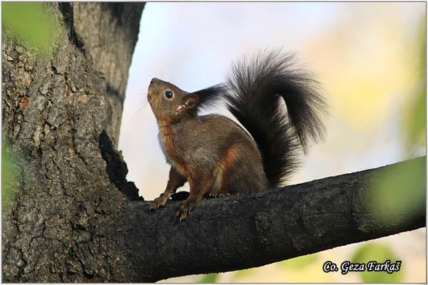 210_red_squirrel.jpg - Red Squirrel, Sciurus vulgaris, Veverica,  Mesto - Location: Novi Sad, Serbia