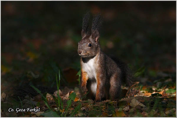 211_red_squirrel.jpg - Red Squirrel, Sciurus vulgaris, Veverica,  Mesto - Location: Novi Sad, Serbia