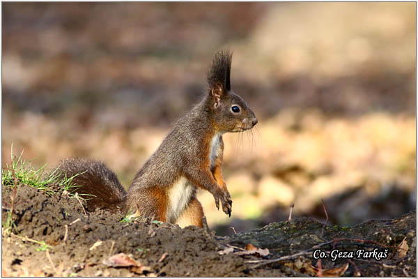 213_red_squirrel.jpg - Red Squirrel, Sciurus vulgaris, Veverica,  Mesto - Location: Novi Sad, Serbia