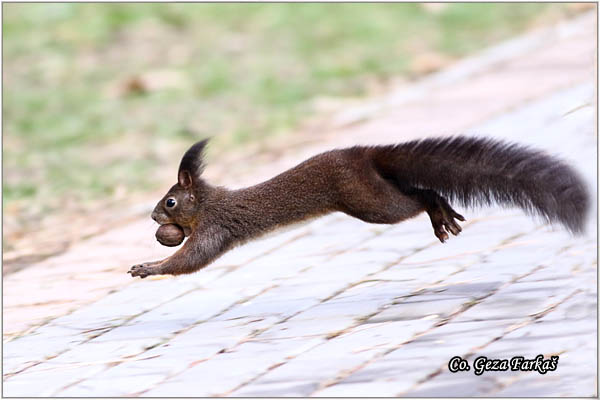 214_red_squirrel.jpg - Red Squirrel, Sciurus vulgaris, Veverica,  Mesto - Location: Novi Sad, Serbia
