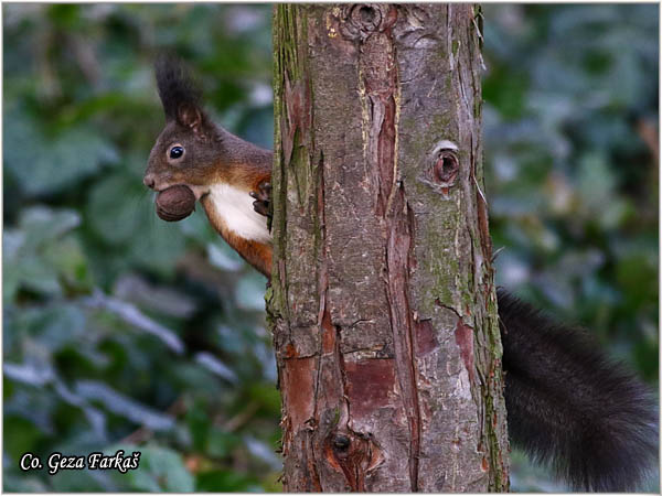 215_red_squirrel.jpg - Red Squirrel, Sciurus vulgaris, Veverica,  Mesto - Location: Novi Sad, Serbia