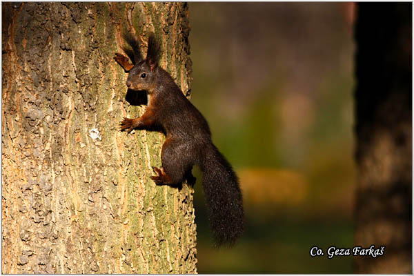 216_red_squirrel.jpg - Red Squirrel, Sciurus vulgaris, Veverica,  Mesto - Location: Novi Sad, Serbia