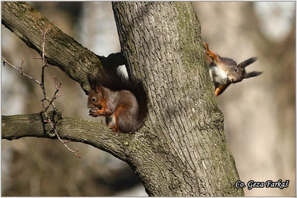 218_red_squirrel.jpg - Red Squirrel, Sciurus vulgaris, Veverica,  Mesto - Location: Novi Sad, Serbia