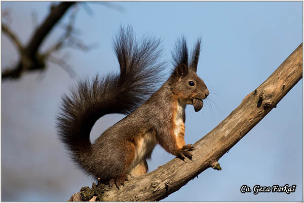 219_red_squirrel.jpg - Red Squirrel, Sciurus vulgaris, Veverica,  Mesto - Location: Novi Sad, Serbia