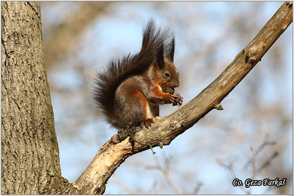 220_red_squirrel.jpg - Red Squirrel, Sciurus vulgaris, Veverica,  Mesto - Location: Novi Sad, Serbia