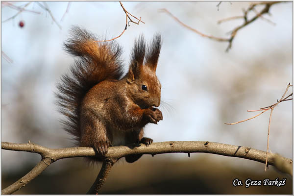 221_red_squirrel.jpg - Red Squirrel, Sciurus vulgaris, Veverica,  Mesto - Location: Novi Sad, Serbia