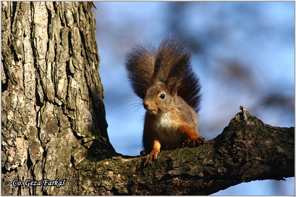 222_red_squirrel.jpg - Red Squirrel, Sciurus vulgaris, Veverica,  Mesto - Location: Novi Sad, Serbia