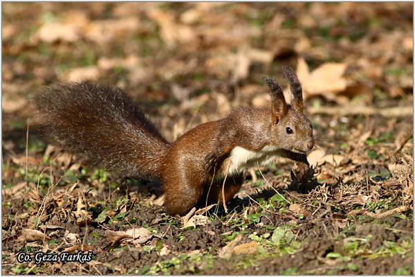 223_red_squirrel.jpg - Red Squirrel, Sciurus vulgaris, Veverica,  Mesto - Location: Novi Sad, Serbia