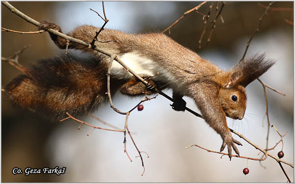 225_red_squirrel.jpg - Red Squirrel, Sciurus vulgaris, Veverica,  Mesto - Location: Novi Sad, Serbia