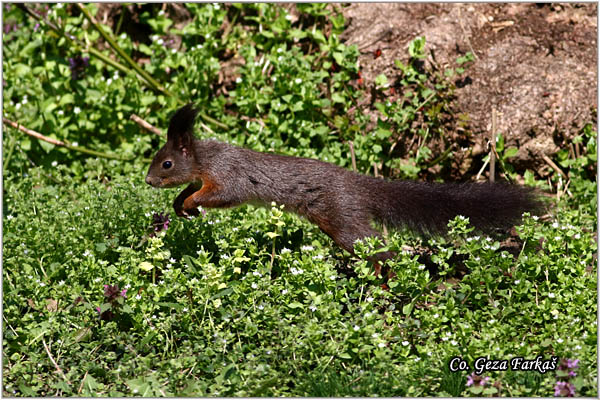 228_red_squirrel.jpg - Red Squirrel, Sciurus vulgaris, Veverica,  Mesto - Location: Novi Sad, Serbia