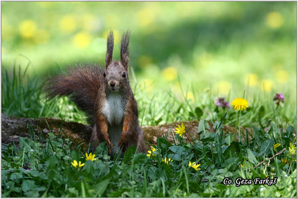 229_red_squirrel.jpg - Red Squirrel, Sciurus vulgaris, Veverica,  Mesto - Location: Novi Sad, Serbia