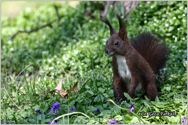 230_red_squirrel.jpg - Red Squirrel, Sciurus vulgaris, Veverica,  Mesto - Location: Novi Sad, Serbia