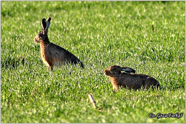 305_hare.jpg - Hare,  Lepus europaeus,  Zec, Mesto - Location: Jegrièka, Serbia