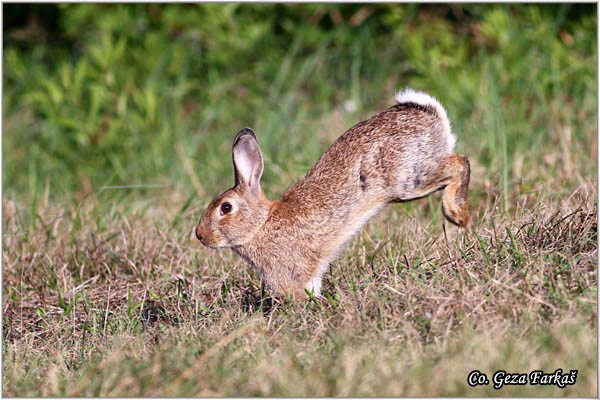 341_rabbit.jpg - Rabbit , Oryctolagus cuniculus, Kunic Location: Skhiatos, Greece
