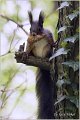 201_red_squirrel