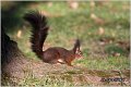 205_red_squirrel