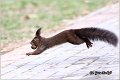 214_red_squirrel
