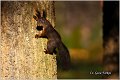 216_red_squirrel